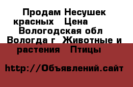 Продам Несушек красных › Цена ­ 450 - Вологодская обл., Вологда г. Животные и растения » Птицы   